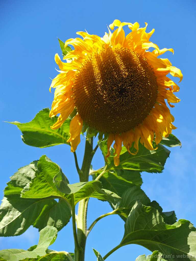 DSCF4436