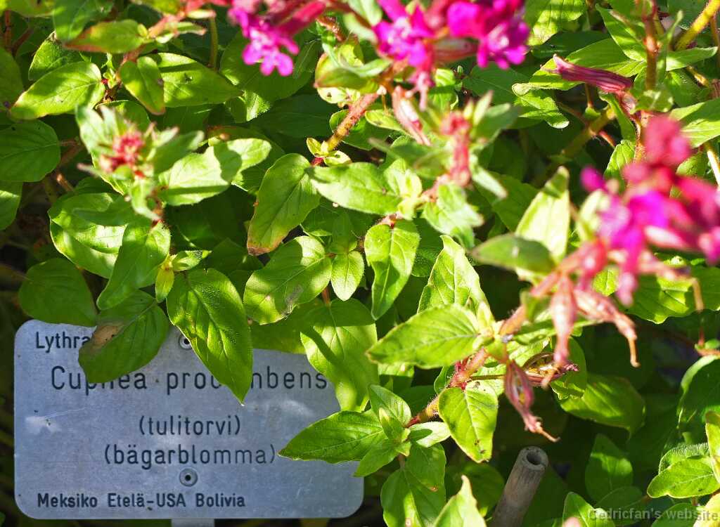 VihjeDSCF4413