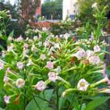DSCF4397