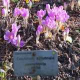 VihjeDSCF4424