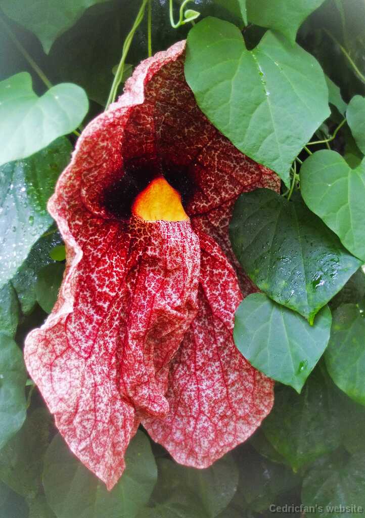 DSCF4449