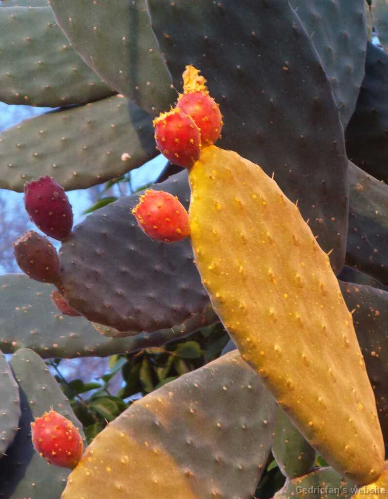 DSCF4266