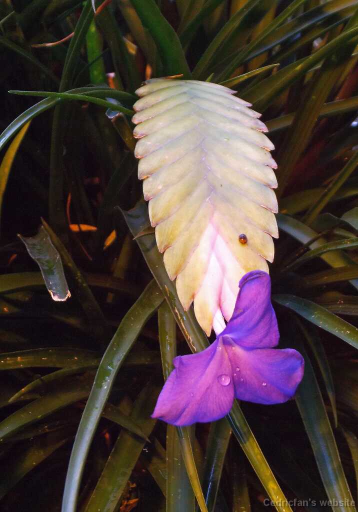 DSCF4268