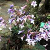 DSCF5146