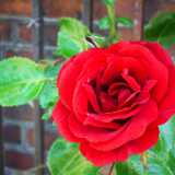 DSCF5151