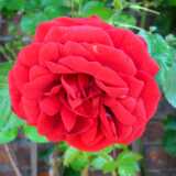 DSCF5153