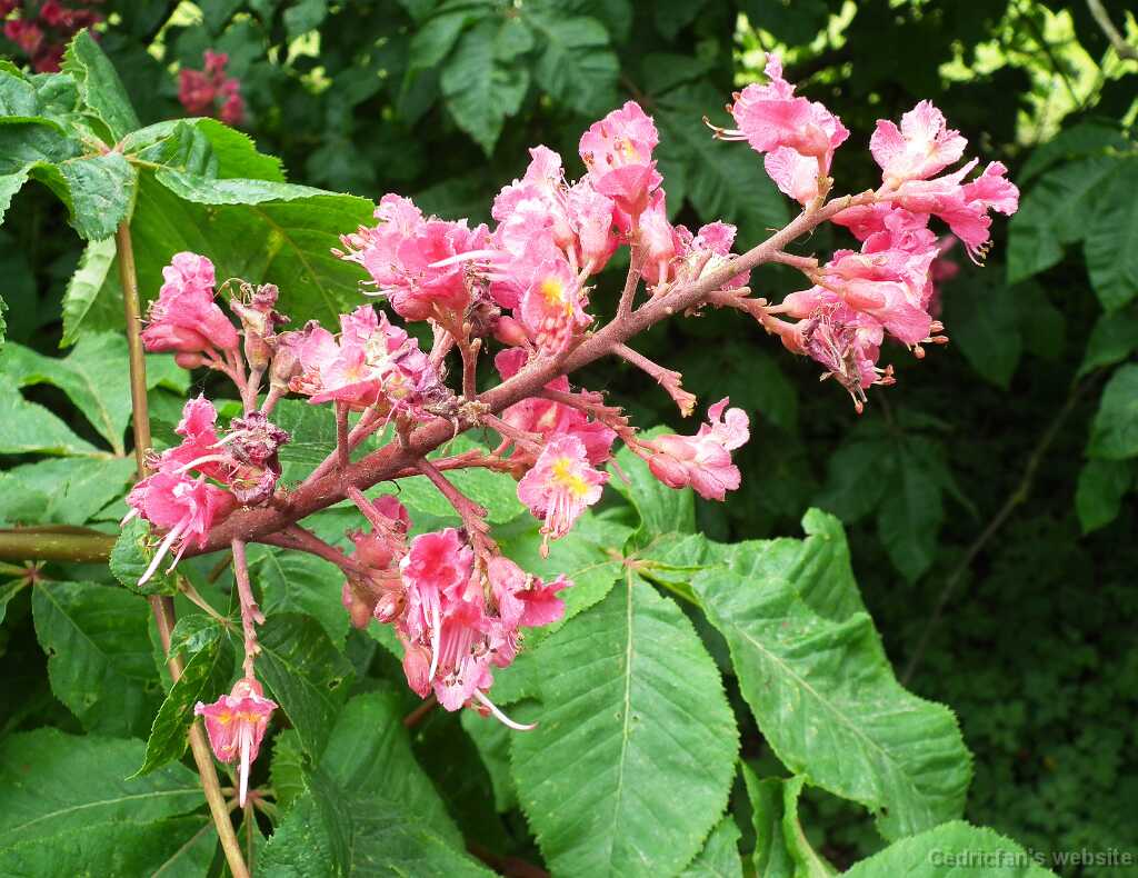 DSCF5271