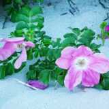 DSCF5533