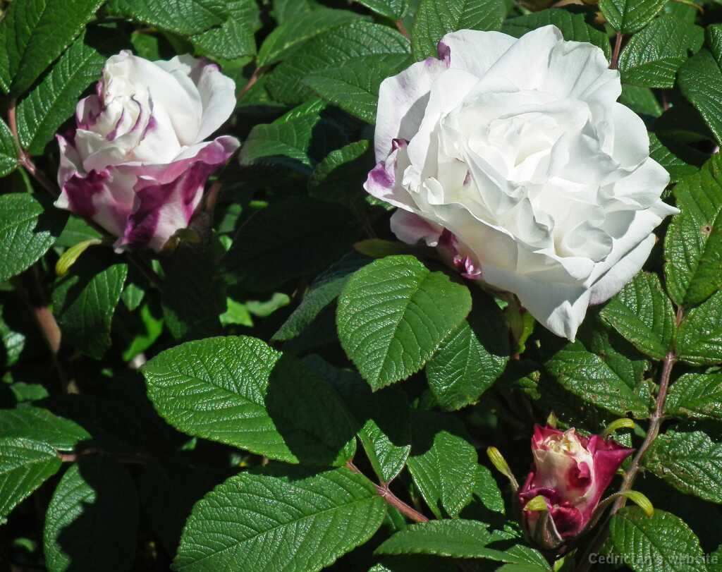 DSCF5685