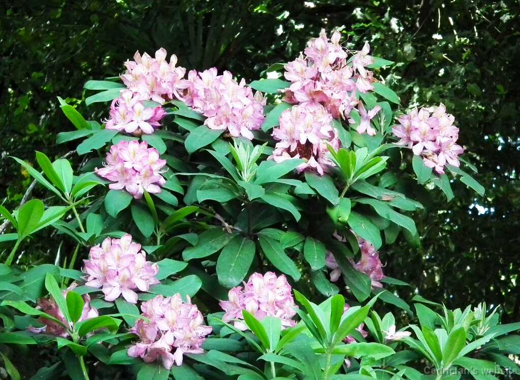 DSCF2571