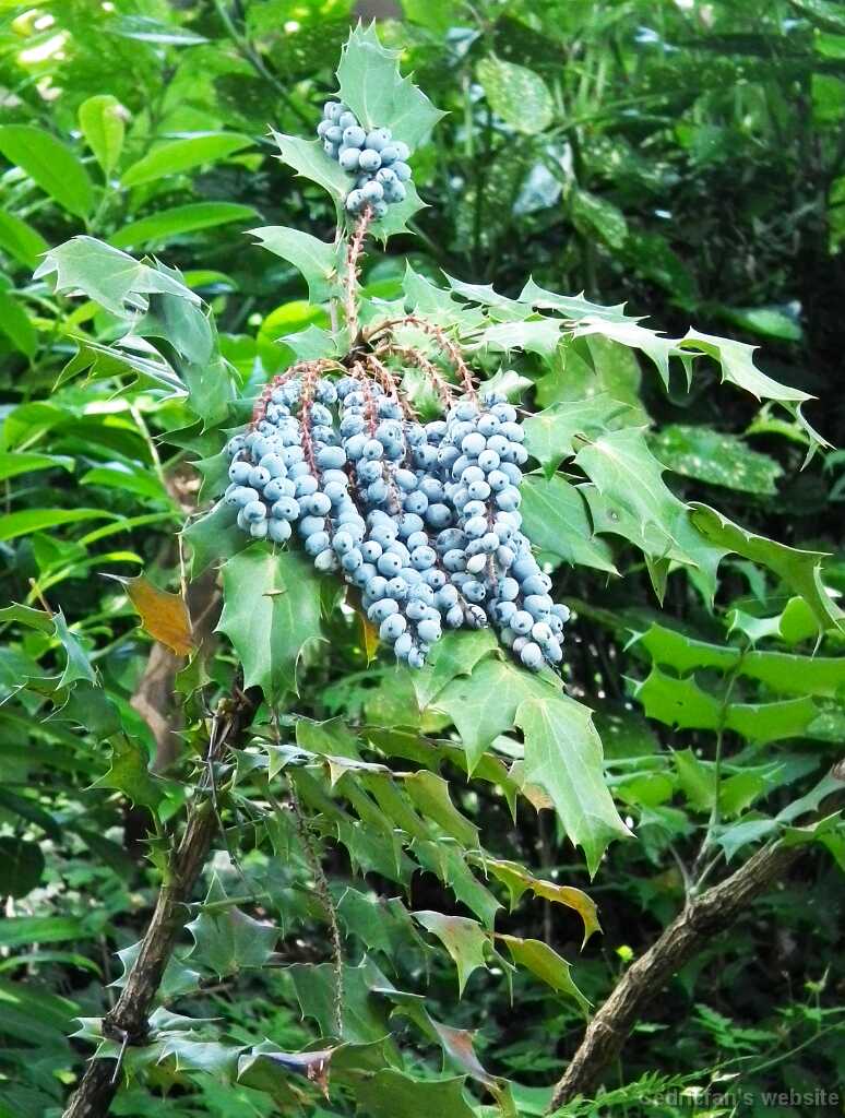 DSCF2572