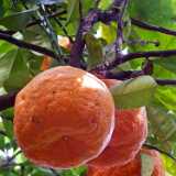 DSCF2588
