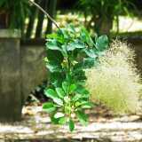 DSCF2170