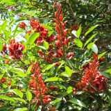 DSCF2171