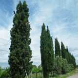 DSCF2216