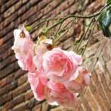 DSCF2276
