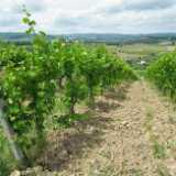 1606_Toscana
