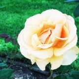 DSCF2781