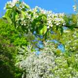 16_05_AppleBlossom