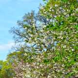 16_05_Cherryblossom