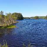 Koli