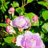 DSCF9484