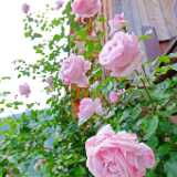 DSCF9745
