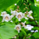 DSCF0028