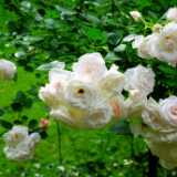 DSCF0031