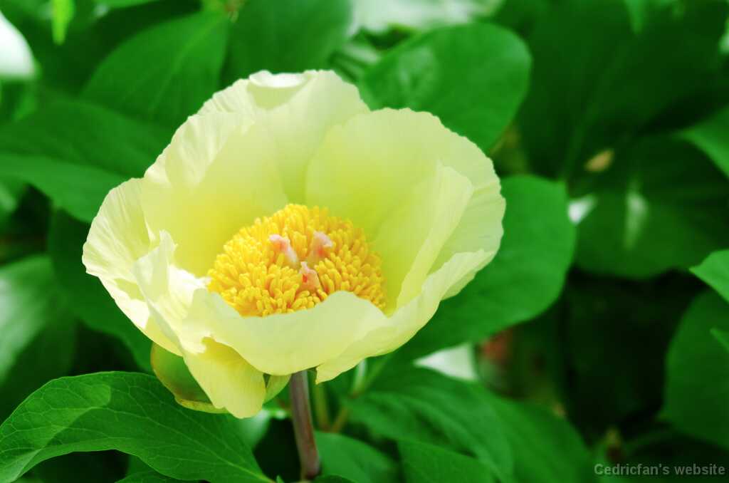 DSCF9432