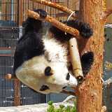18_06_Ahtari_Panda
