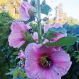 IMG_20210721_065209