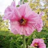 IMG_20210730_064448