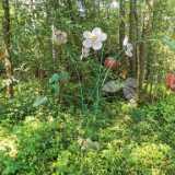 IMG_20210717_152146