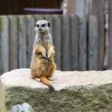 25_Edinburgh Zoo