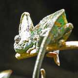 DSO_2196