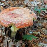 IMG_20241006_132836