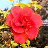 IMG_20241231_121911