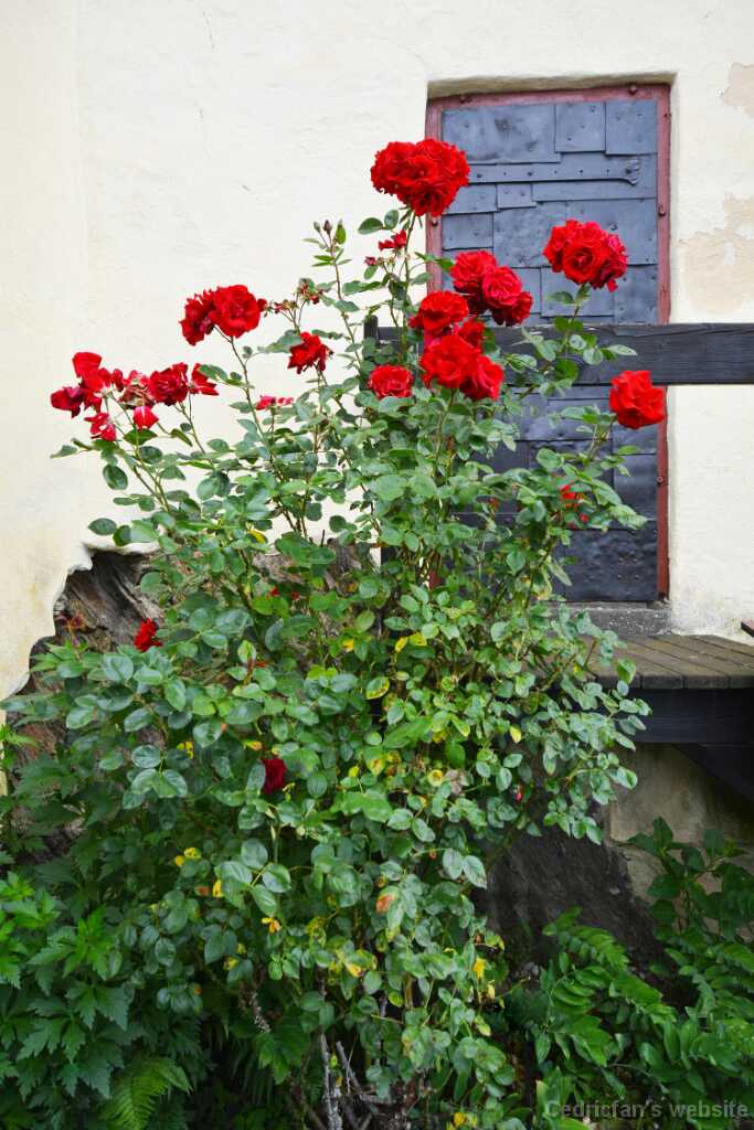DSO_2885