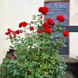 DSO_2885