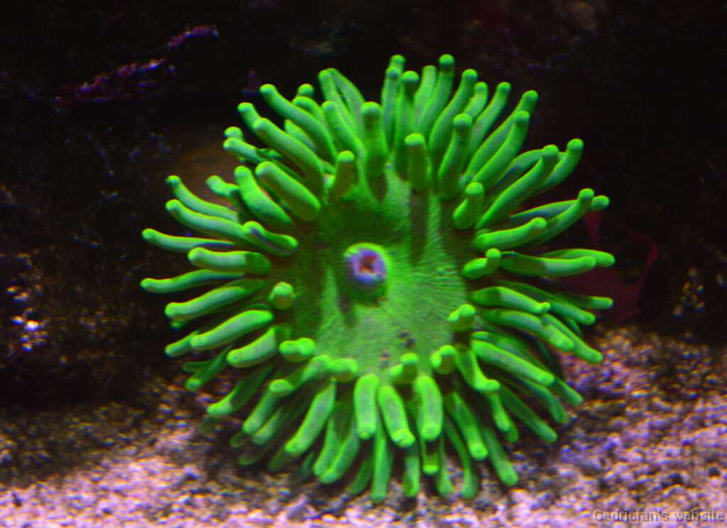 DSO_3284