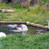 20_MulhouseZoo