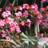 26_WilhelmaZoologischBotanischerGarten
