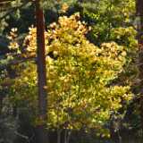 DSO_3697