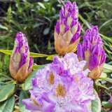 IMG_20250531_114329_1