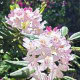 IMG_20250613_135444
