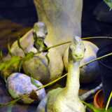DSO_3897