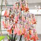 IMG_20260405_131433