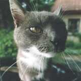 Our Cat